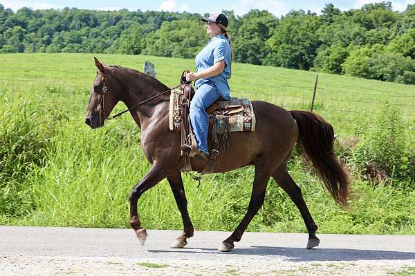 all-around-quarter-horse