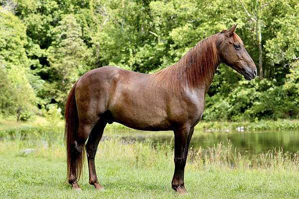 good-looks-gelding