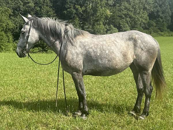 strip-socks-horse