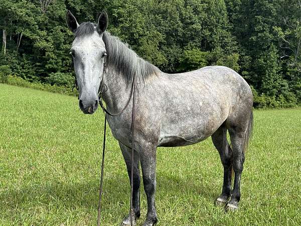 all-around-quarter-horse