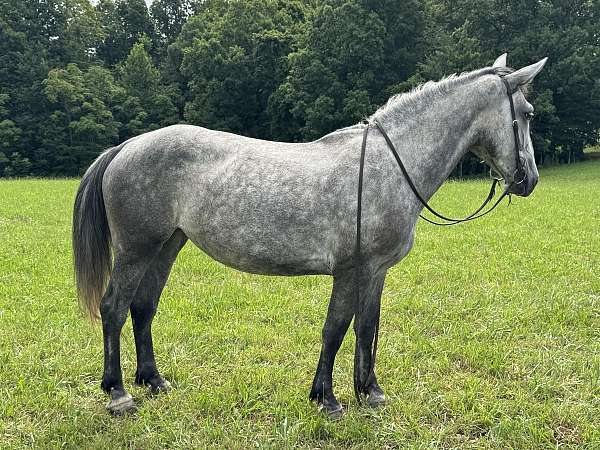 athletic-quarter-horse