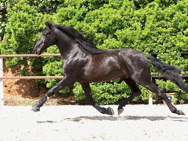 andalusian-horse