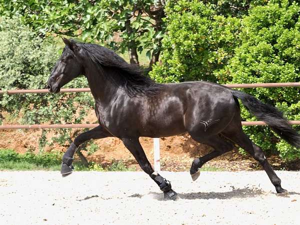 black-andalusian-horse