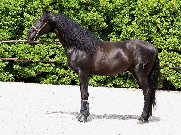 stallion-andalusian-horse