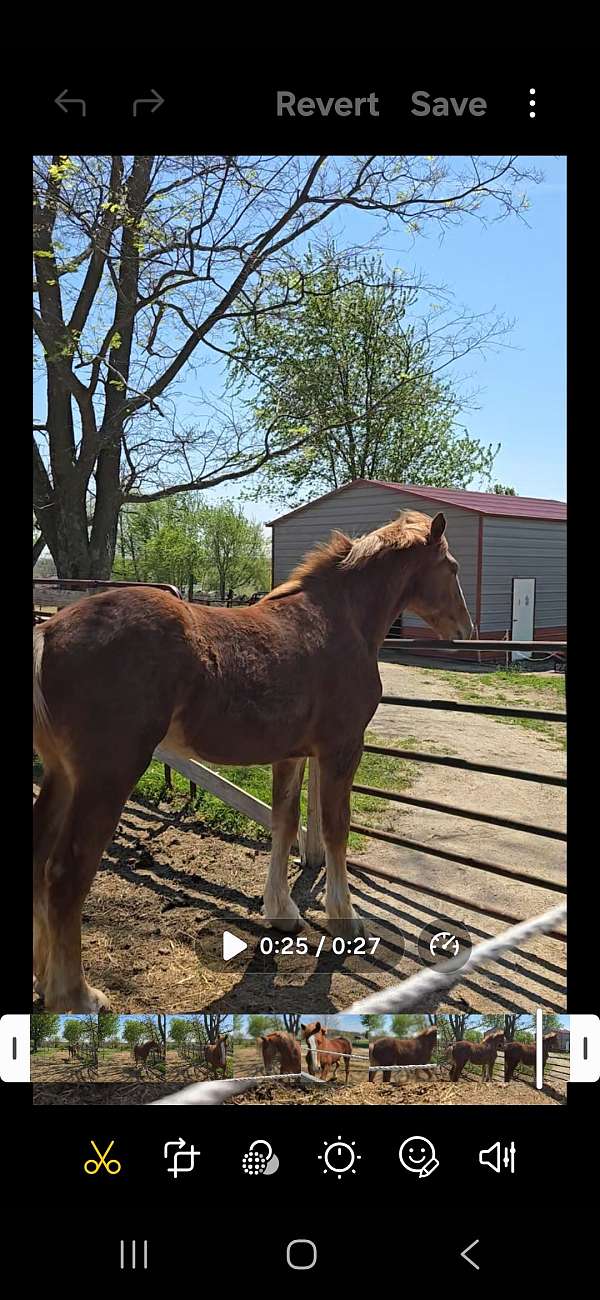 belgian-filly