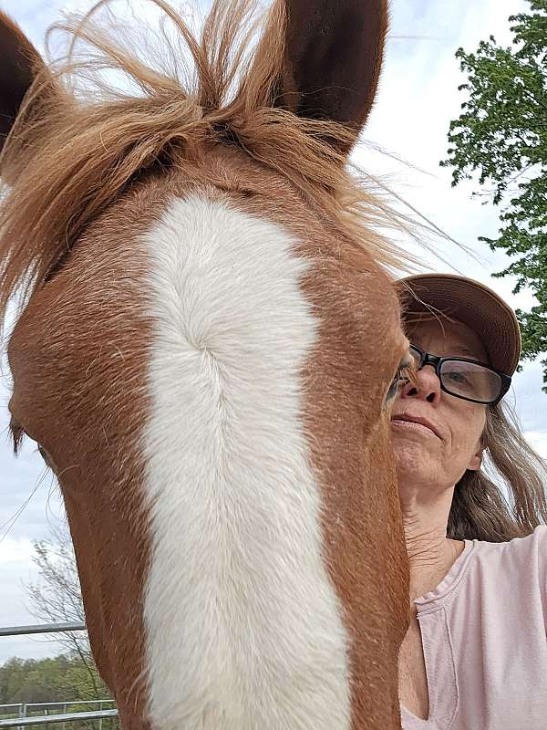 belgian-horse-for-sale