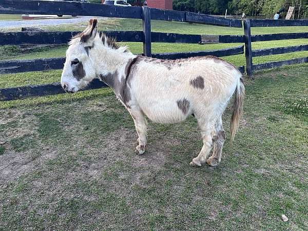 brown-miniature-spotted-horses-for-sale