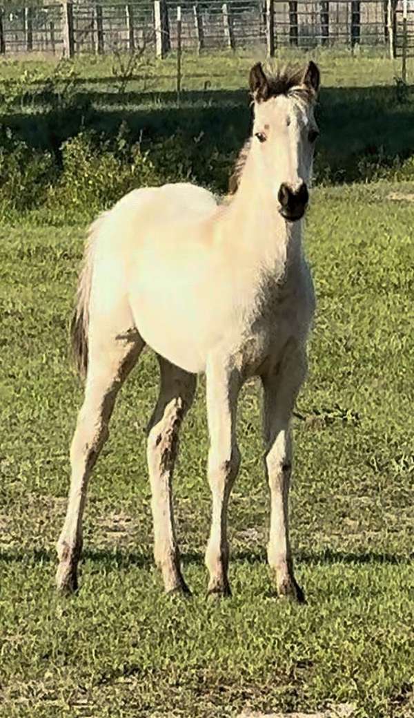 2026-horse