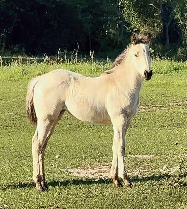 2026-quarter-horse
