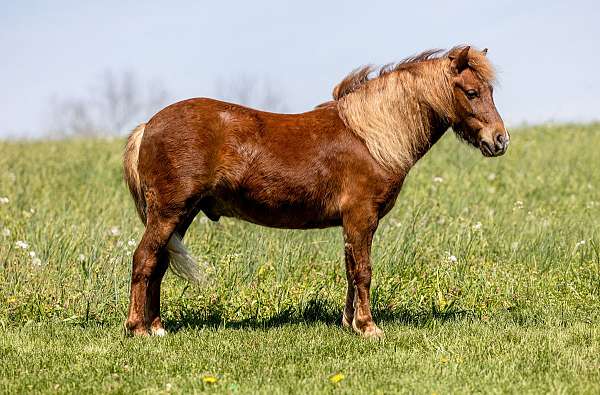 all-around-pony