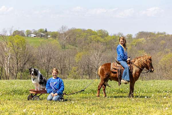 beginner-pony