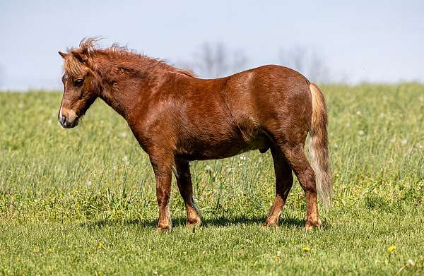 flashy-pony