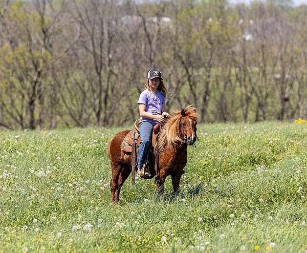 harness-pony