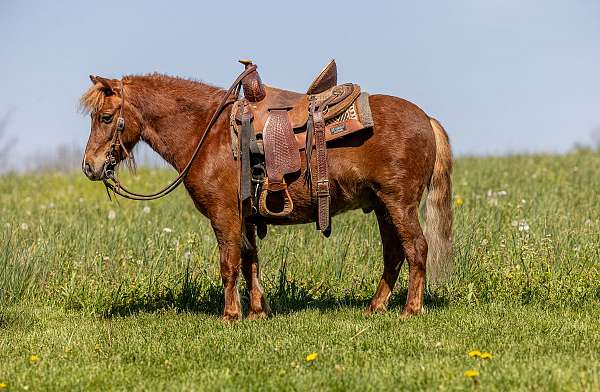 trail-pony