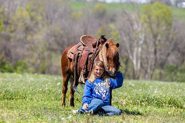 western-riding-pony