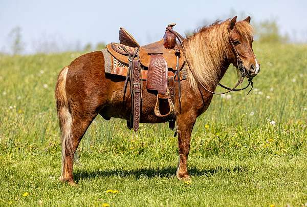 sorrel-pony-gelding