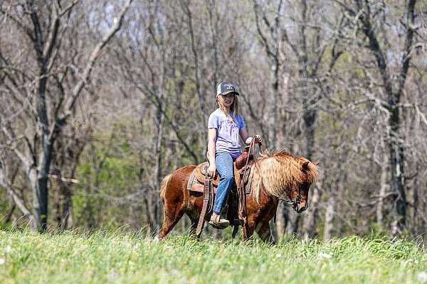 sorrel-all-around-pony