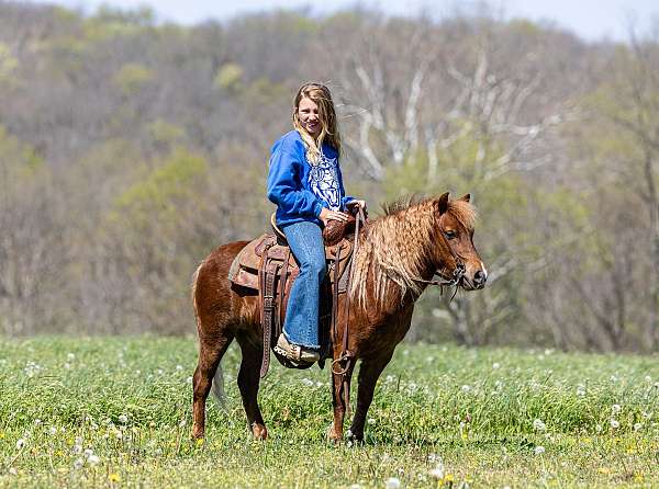 sorrel-beginner-pony