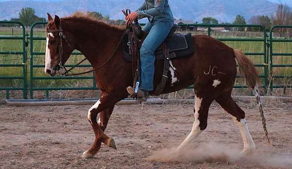 athletic-quarter-horse