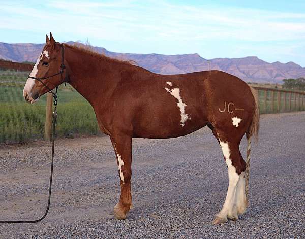 barrel-racing-quarter-horse