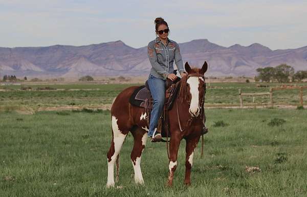 all-around-quarter-horse