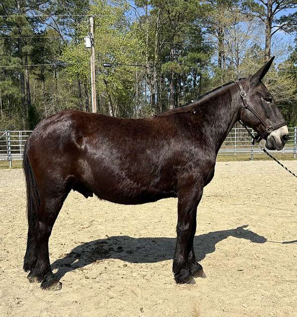 Gentle Black Mule
