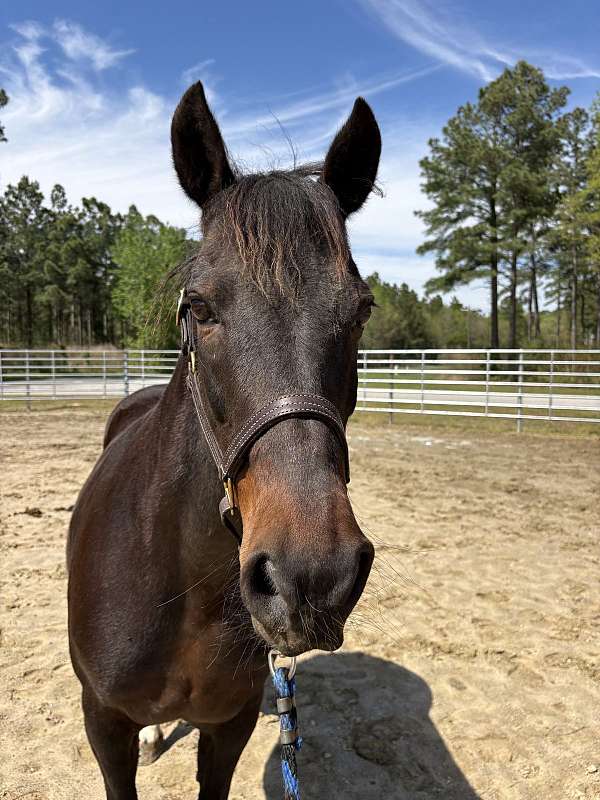 15-hand-morgan-mare