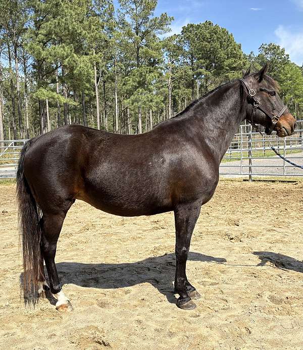 bay-mare-for-sale