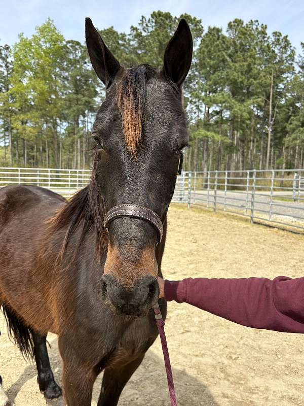 14-hand-morgan-mare