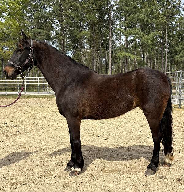 bay-morgan-mare