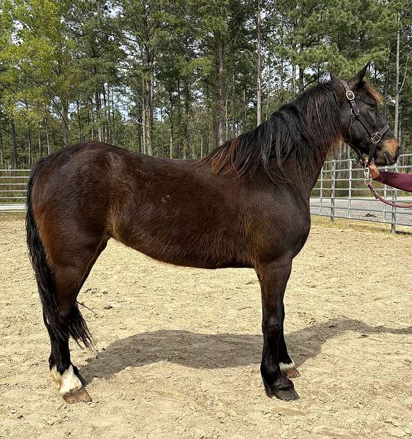 bay-mare-for-sale