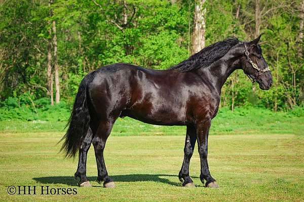 all-around-friesian-horse