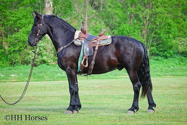athletic-friesian-horse