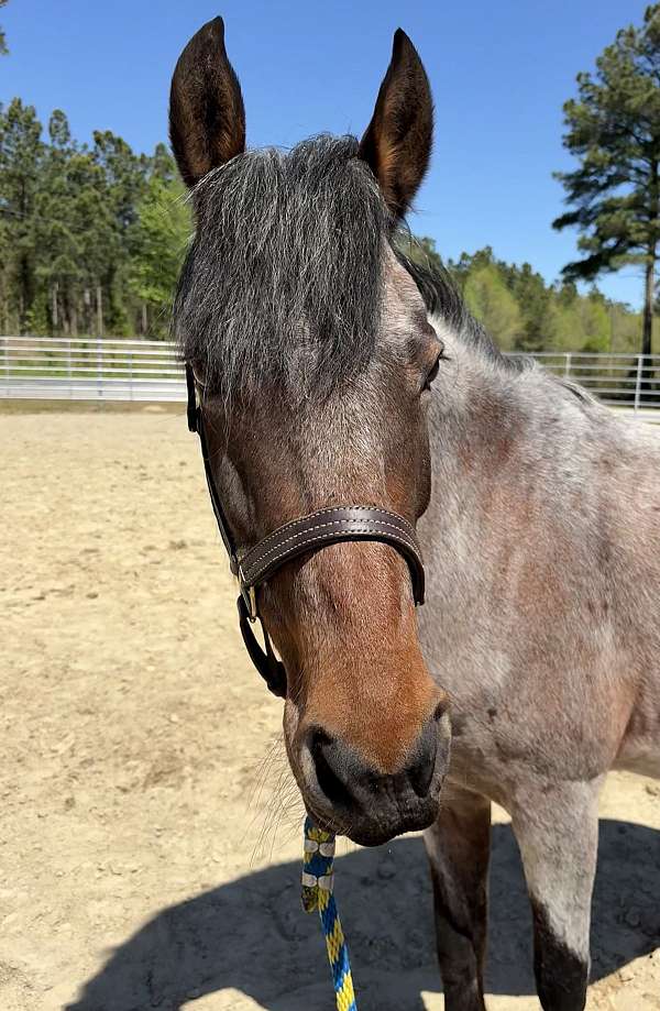 bay-roan-pony-quarter-horse-for-sale
