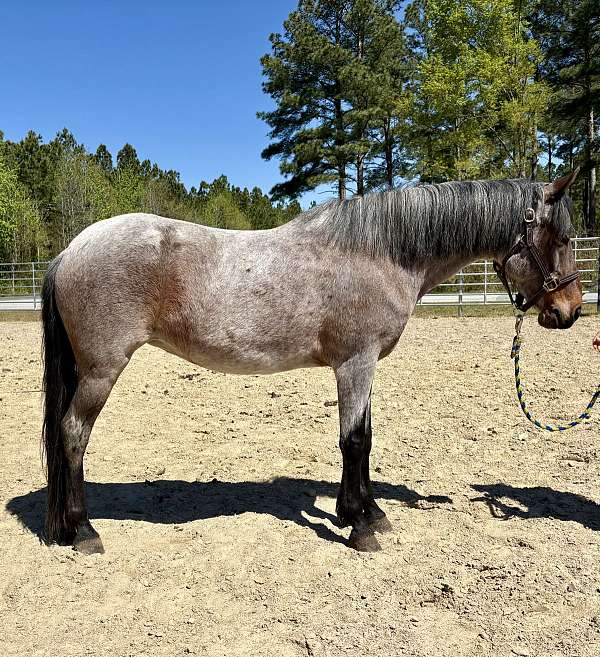 lesson-pony-quarter-horse