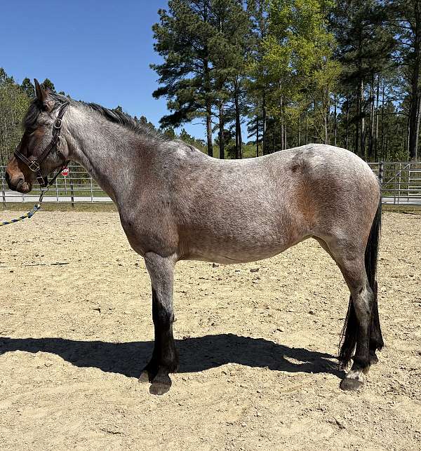 roan-pony-quarter-horse-mare