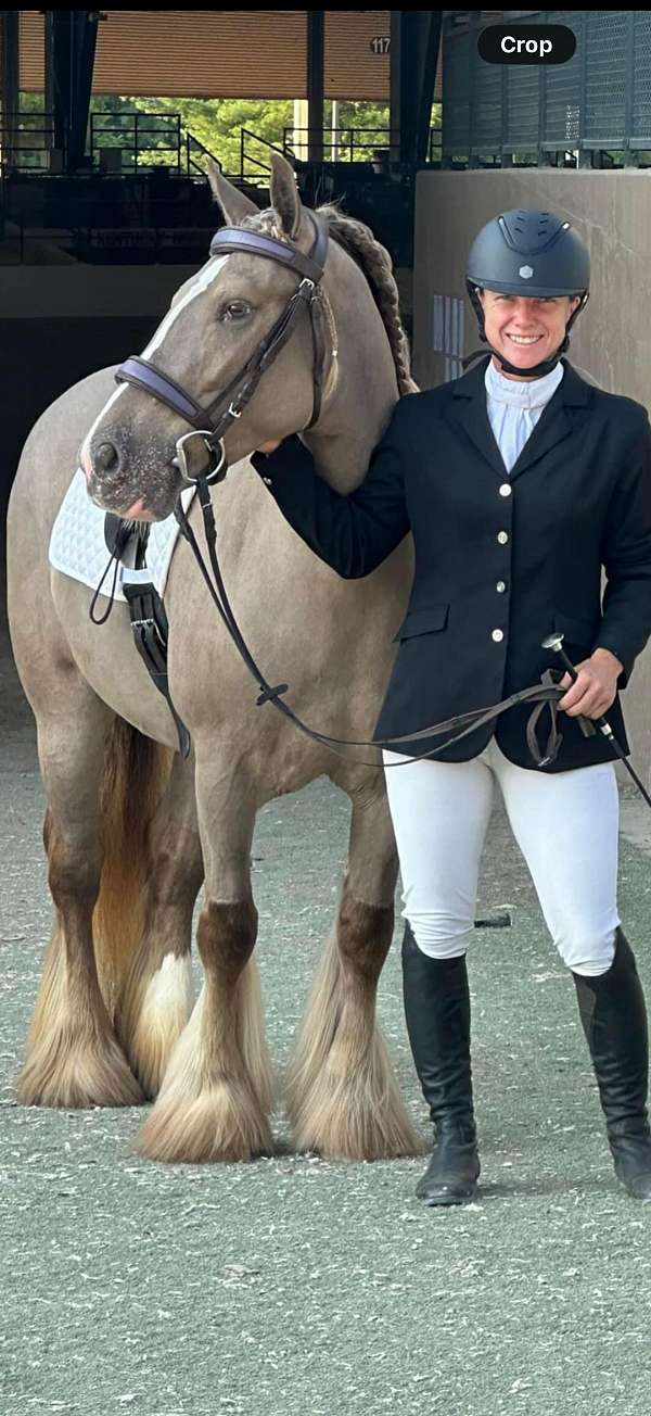 solid-silver-appaloosa-sooty-black-horse