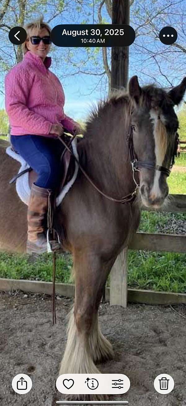 smokey-black-solid-silver-appaloosa-sooty-horse