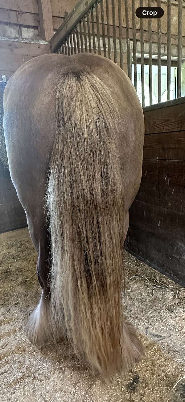 proven-mare-gypsy-vanner-horse