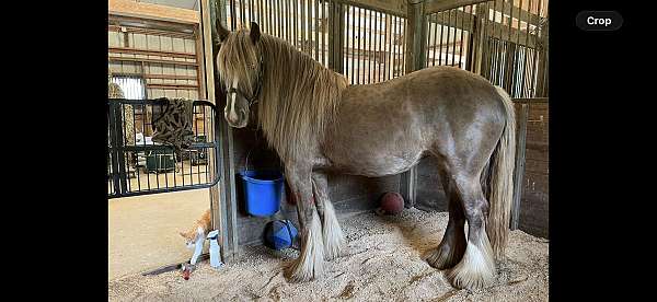 solid-silver-appaloosa-sooty-black