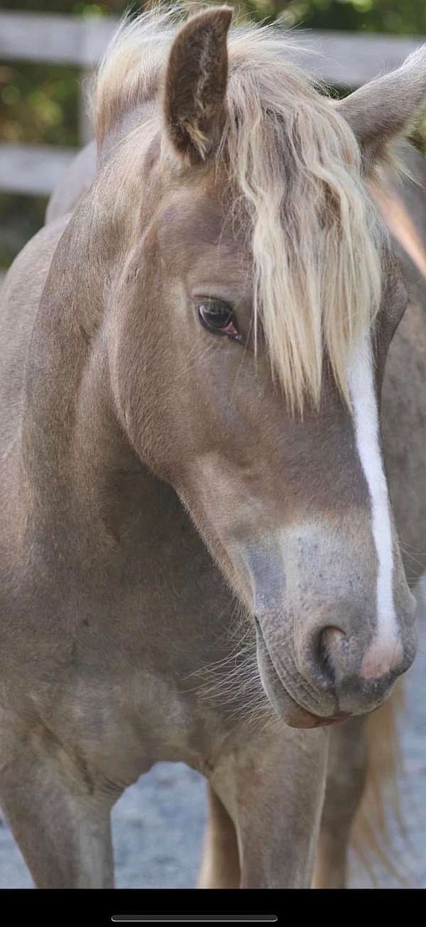 smokey-black-lesson-horse