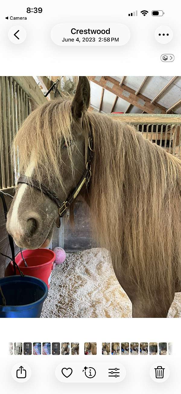 a-show-gypsy-vanner-horse