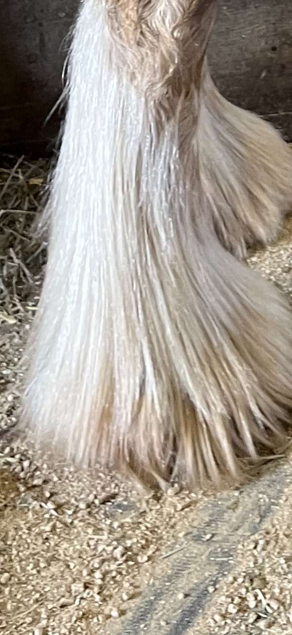 all-gypsy-vanner-horse