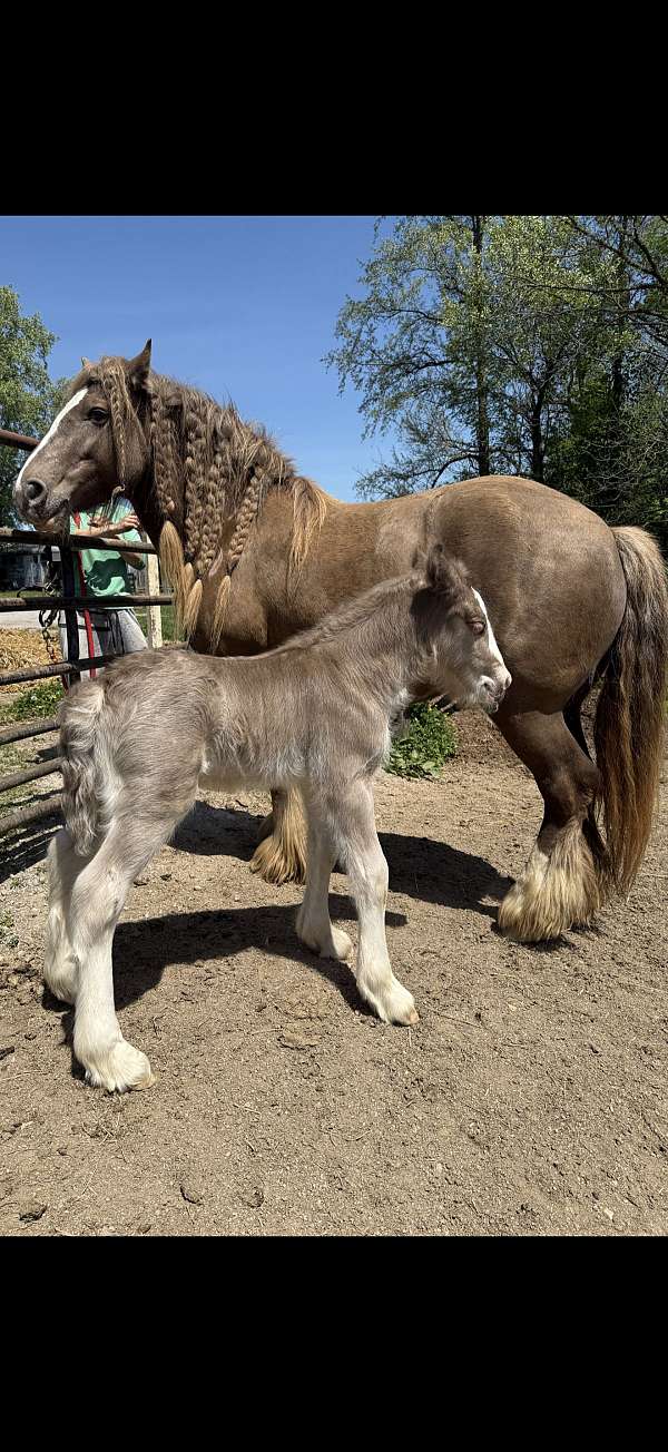all-around-gypsy-vanner-horse