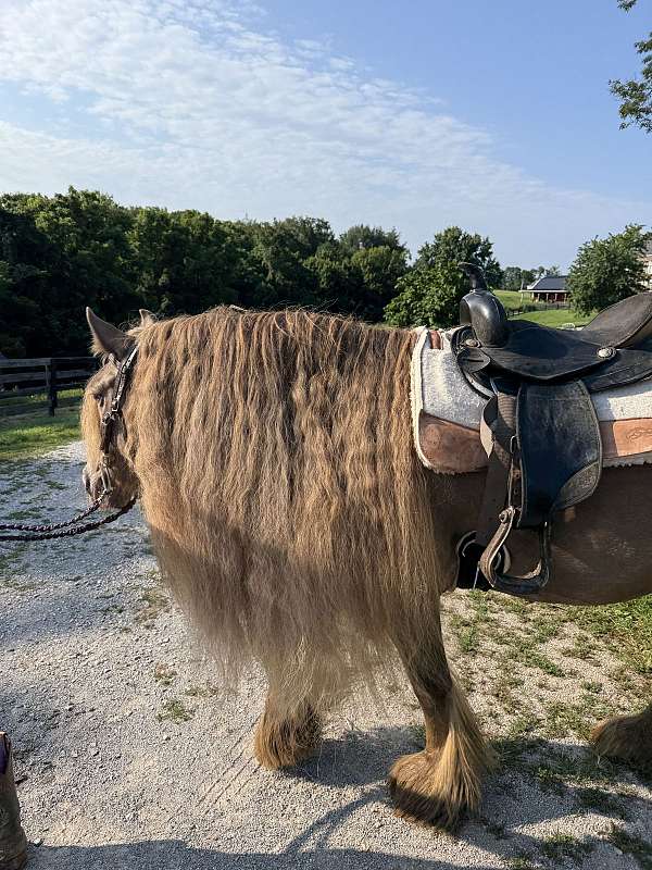 appaloosa-gypsy-vanner-horse