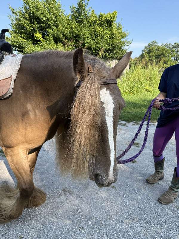 beginner-gypsy-vanner-horse