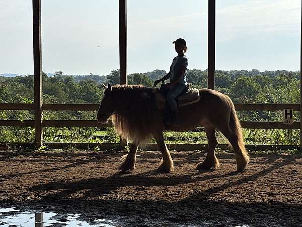 beginner-safe-gypsy-vanner-horse