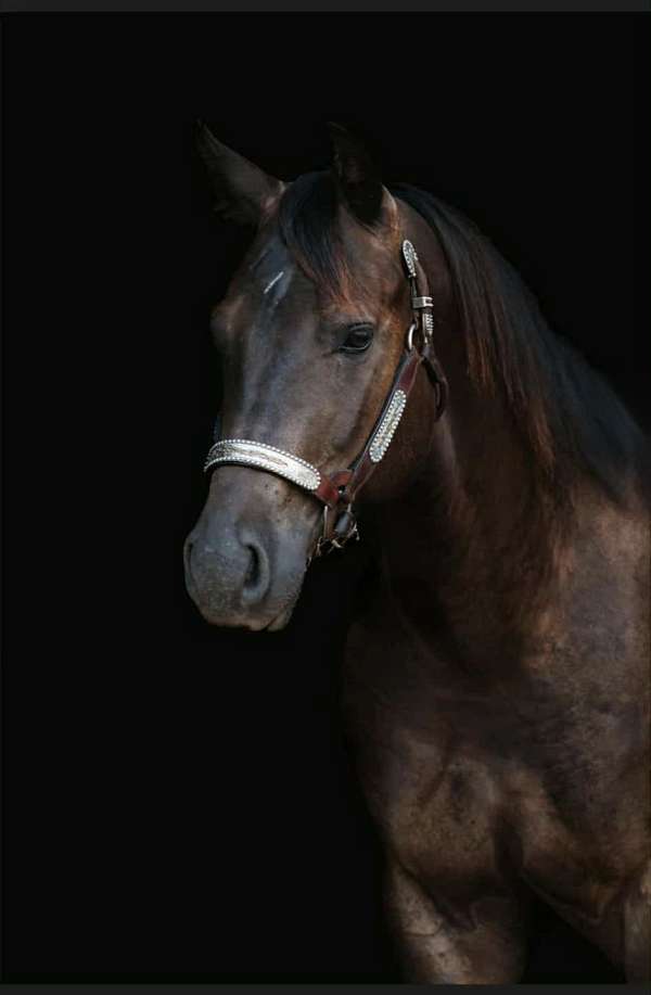 all-quarter-horse
