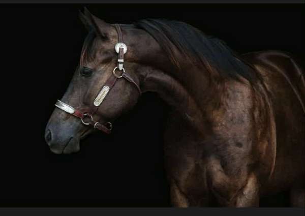 smokey-black-hypp-hn-horse