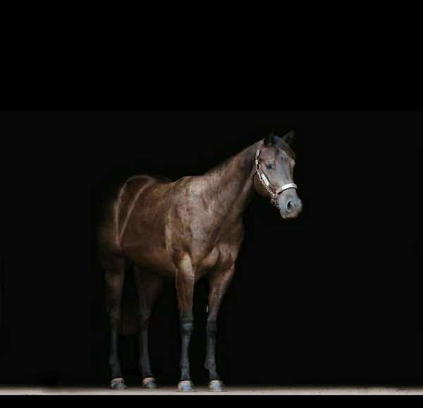 smokey-black-aqha-gelding